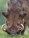 A Male Warthog Feeding on Grass in the Aberdare National Park