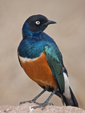 A Superb Starling in Tsavo East National Park