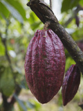Cocoa (Cacao) Fruit on Tree  Kalitakir Plantation  Kalibaru  Java  Indonesia