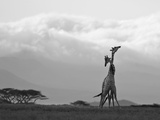 Two Reticulated Giraffes 'Necking' in the Early Morning