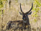 Malawi  Majete Wildlife Reserve  Male Waterbuck in the Brachystegia Woodland