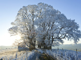 Snow Covered Tree on Downham Hill  Uley  Gloucestershire  Uk