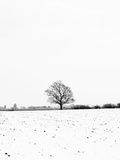 UK  England  Cambridgeshire  Comberton  Winter Fields