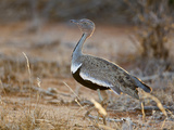 A Buff-Crested Bustard in Tsavo East National Park