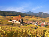 The Vineyards at Hunawihr  Alsace  France