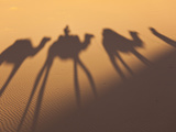 Camel Train Shadows  Erg Chebbi  Sahara Desert  Morocco