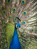 England  Kent  Wingham  Peacock Displaying at Wingham Wildlife Park