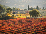 Italy  Umbria  Perugia District  Autumnal Vineyards Near Montefalco