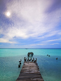 Venezuela  Archipelago Los Roques National Park  Madrisque Island  Pelicans on Pier