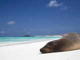 Ecuador  Galapagos  Sunbathing Sea Lion on the Stunning Beaches of San Cristobal  Galapagos