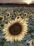 Sunflowers  Norfolk  England  Uk