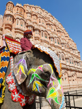India  Rajasthan  Jaipur  Ceremonial Decorated Elephant Outside the Hawa Mahal  Palace of the Winds