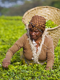 Malawi  Thyolo  Satemwa Tea Estate  a Female Tea Picker Out Plucking Tea