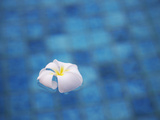 Frangipani Flower in Pool  Ubud  Bali  Indonesia