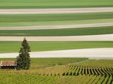 France  Marne  Champagne Region  Mont Aime  Elevated View of Vineyards and Fields
