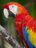 Bali  Ubud  a Greenwing Macaw Poses at Bali Bird Park