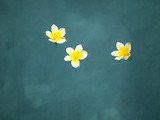 Bali  Ubud  Franjipani Flowers Float on a Swimming Pool