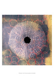 Seashell-Urchin