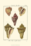 Pyrule Shells  Pl 434