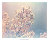 Flowering Dogwood I