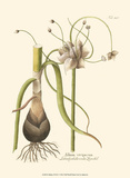 Allium  Pl 261