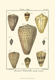 Cone Shells  Pl 333