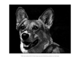 Canine Scratchboard XXIX