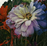 Zinnia Blooms IV