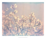 Flowering Dogwood II