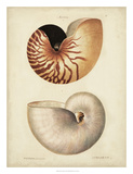 Antique Nautilus I