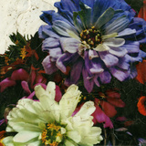 Zinnia Blooms I