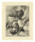 Vintage Common Brown Bear