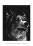 Canine Scratchboard IV