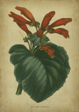 Vermilion Blooms I