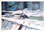 Zoo Bear