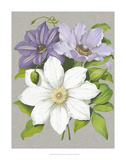 Clematis Blooms II