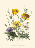 Summer Flowers II