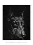 Canine Scratchboard XIII