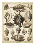 Spider Conch Shells