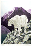 Capricorn