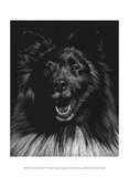 Canine Scratchboard IX