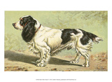 Man's Best Friend V