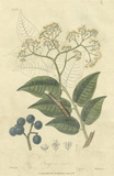 Woodland Foliage IV