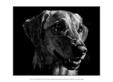 Canine Scratchboard XXIV