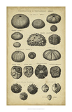 Study of Shells III