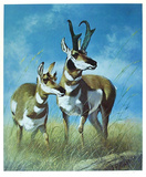 Pronghorn Antelope