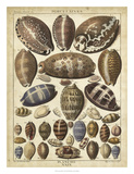 Cowrie Shells I