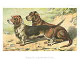 Man's Best Friend IX