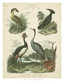 Heron & Crane Species II
