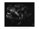 Canine Scratchboard XXVII